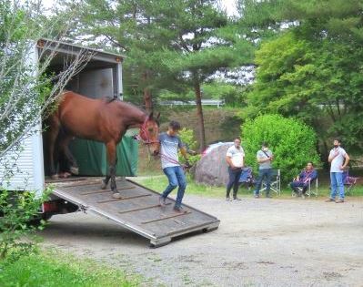 スタッフの誘導に従って馬運車を降りてくる馬