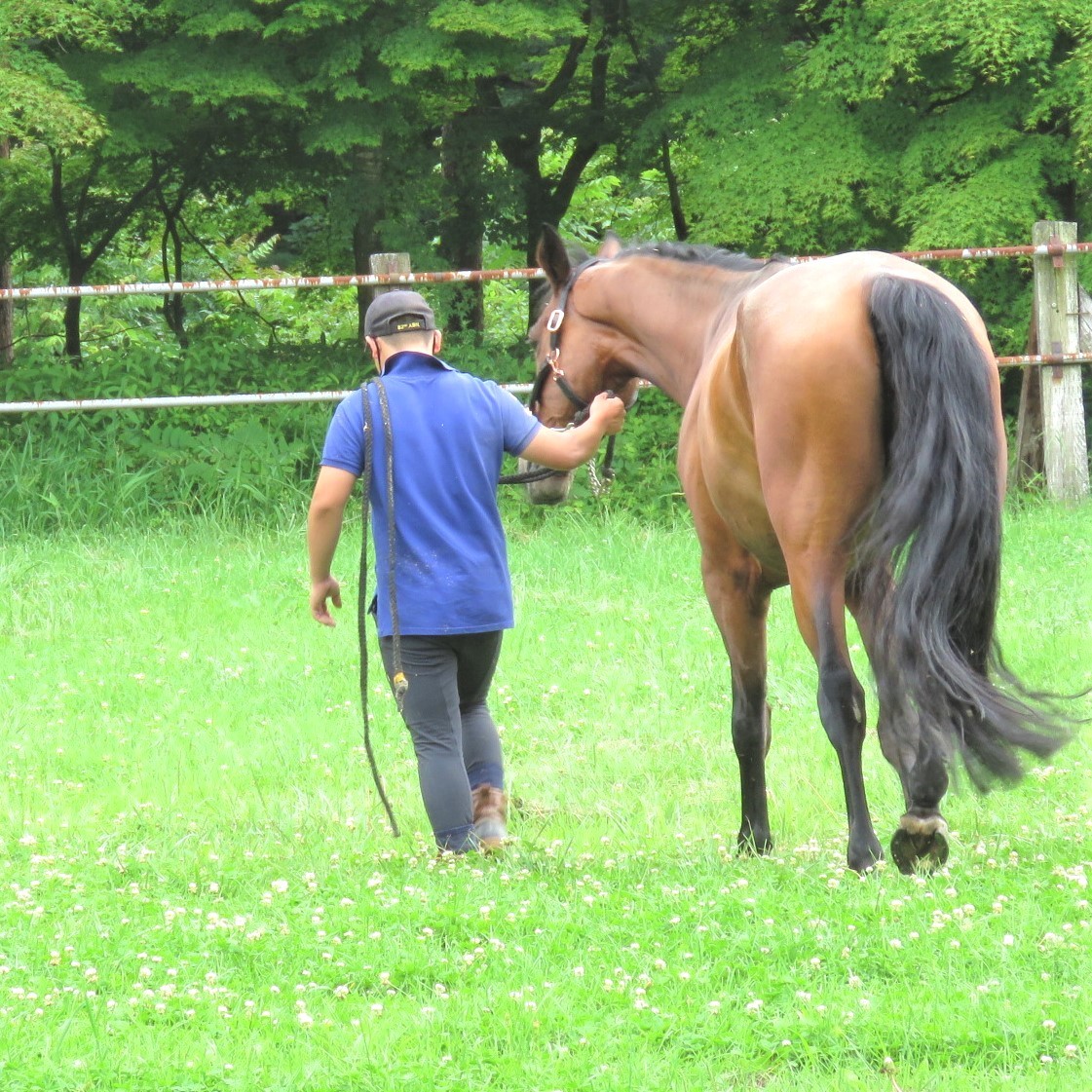 牧草地でスタッフに引いてもらってのんびり散歩している馬の様子