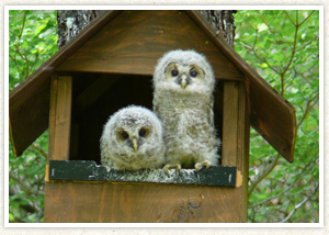八ケ岳山麓に生息するフクロウの写真