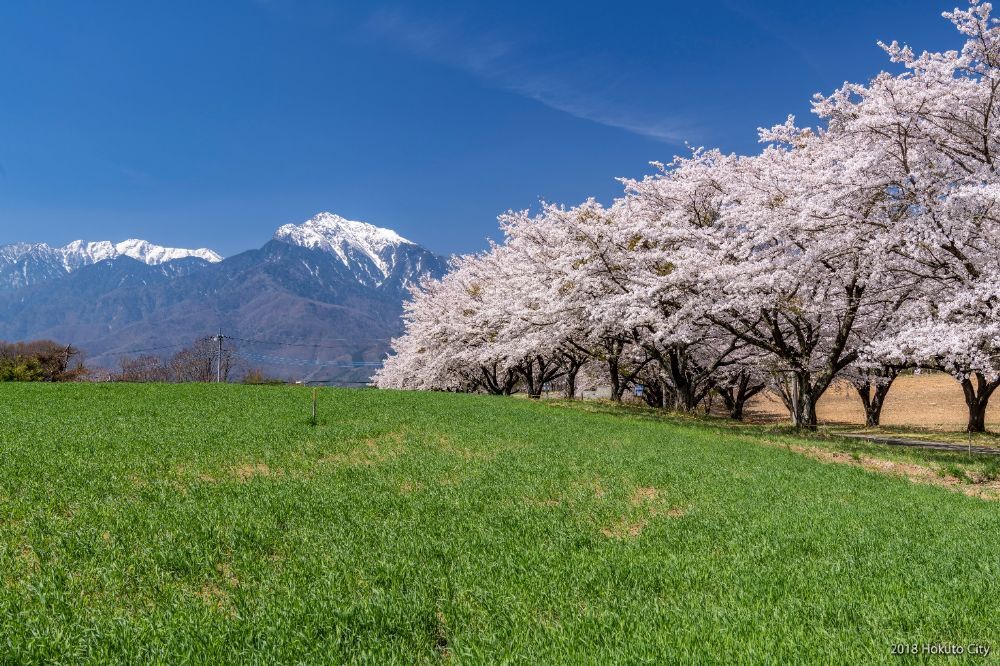 蕪の桜並木