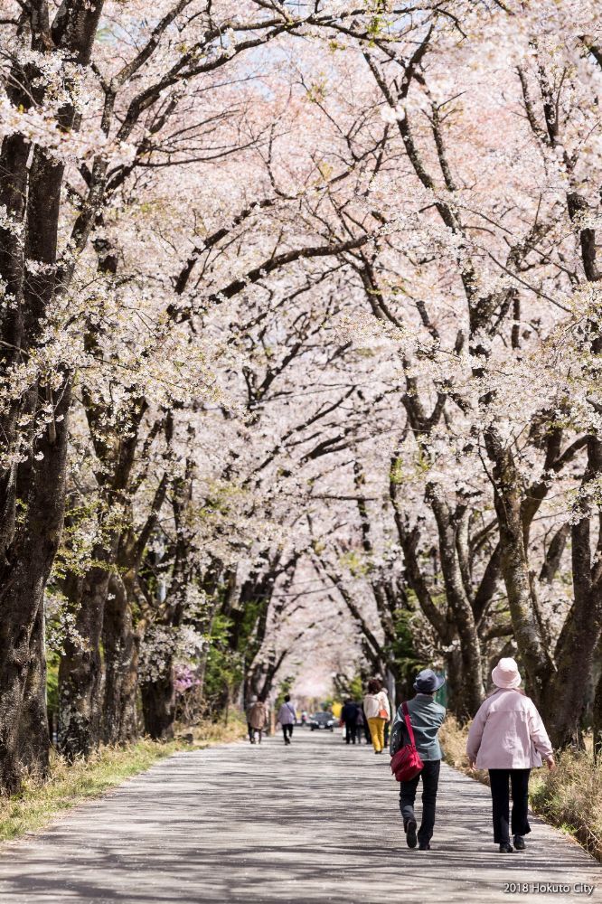 眞原の桜並木-02