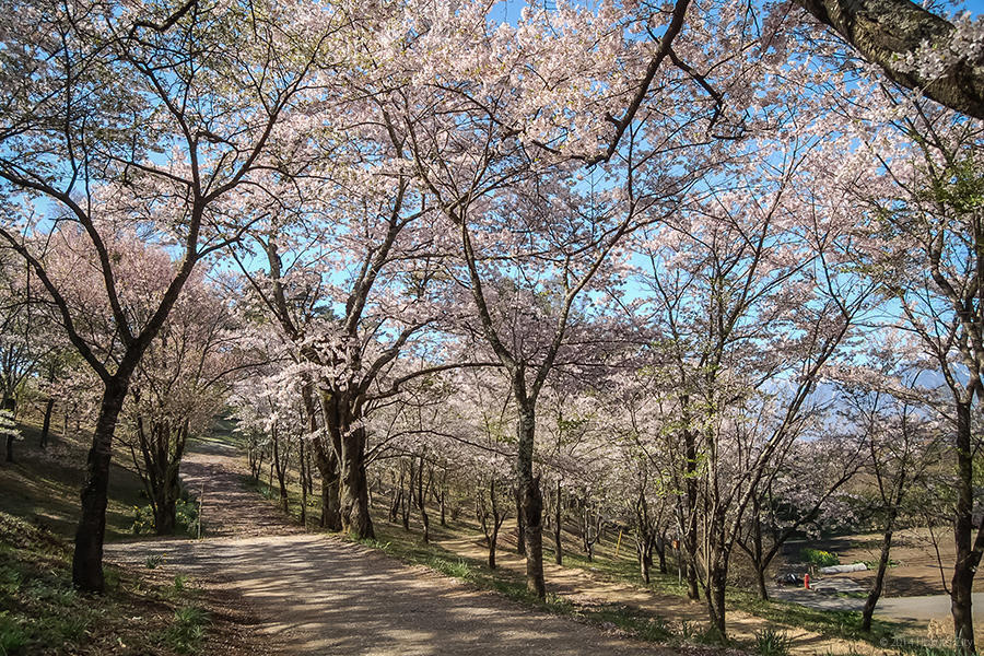 11.谷戸城趾からの田園風景と金生遺跡 03の写真