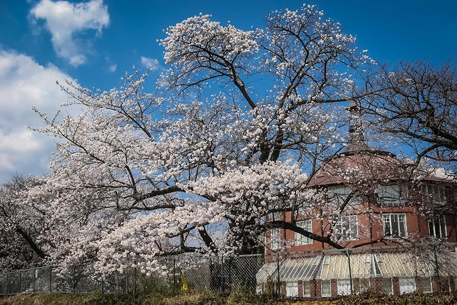 18.清春芸術村、桜と甲斐駒ヶ岳 01の写真