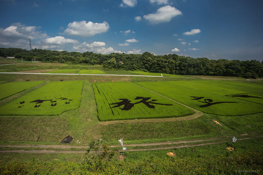 稲絵アートフェスティバル 03の写真