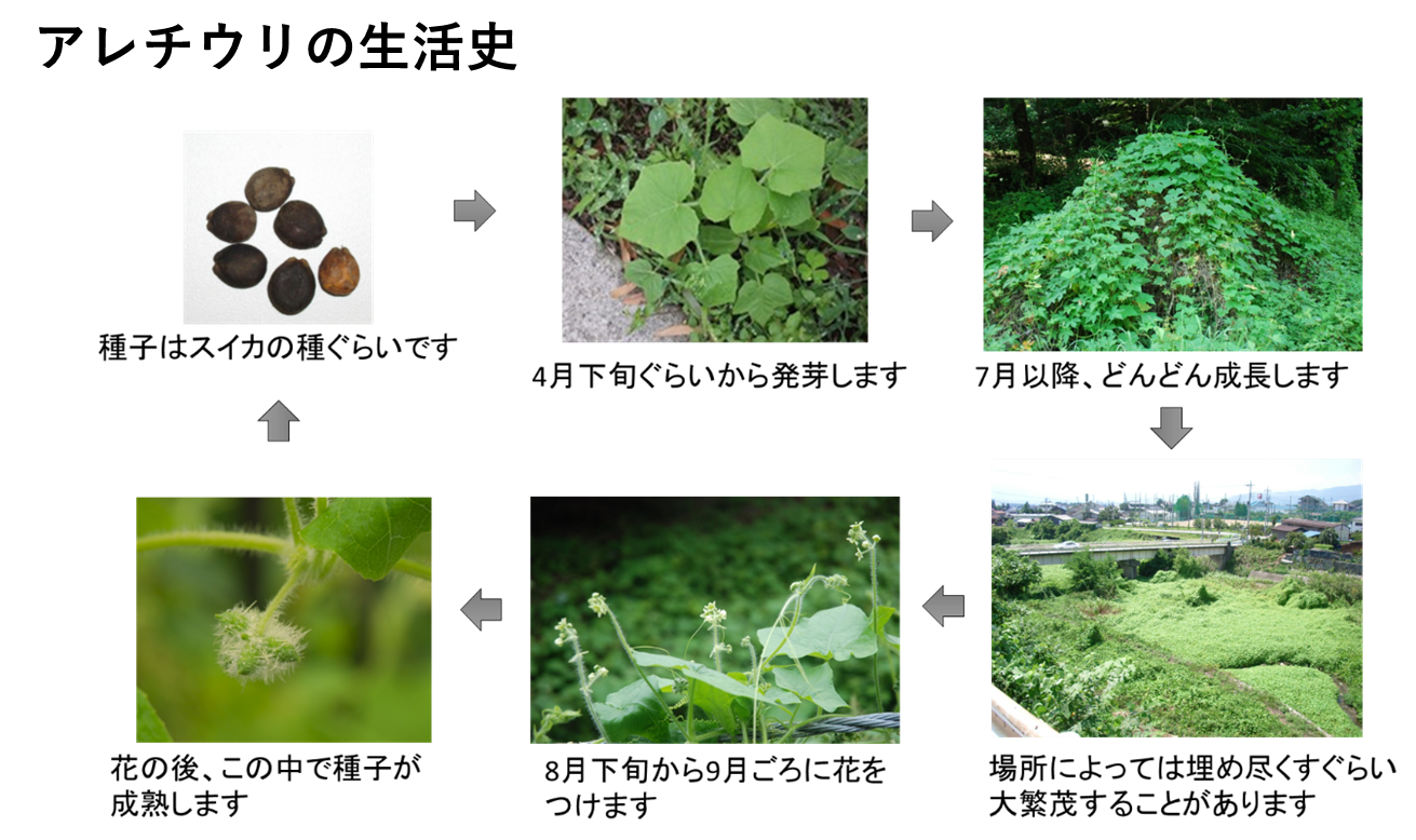 アレチウリ画像.png