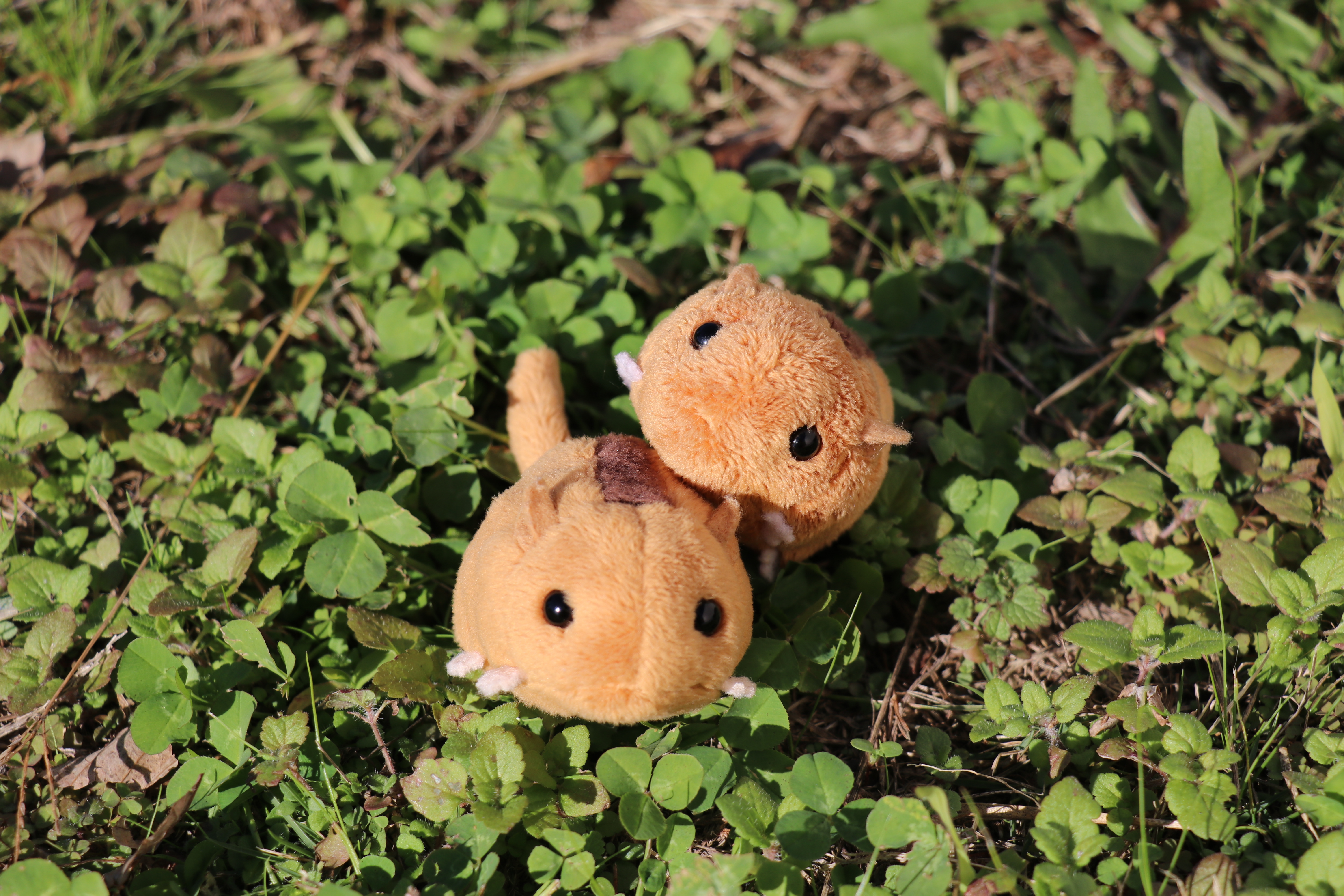 1ヤマネ兄弟.JPG