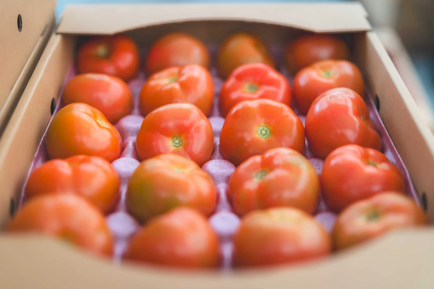 明野九州屋ファーム-トマト