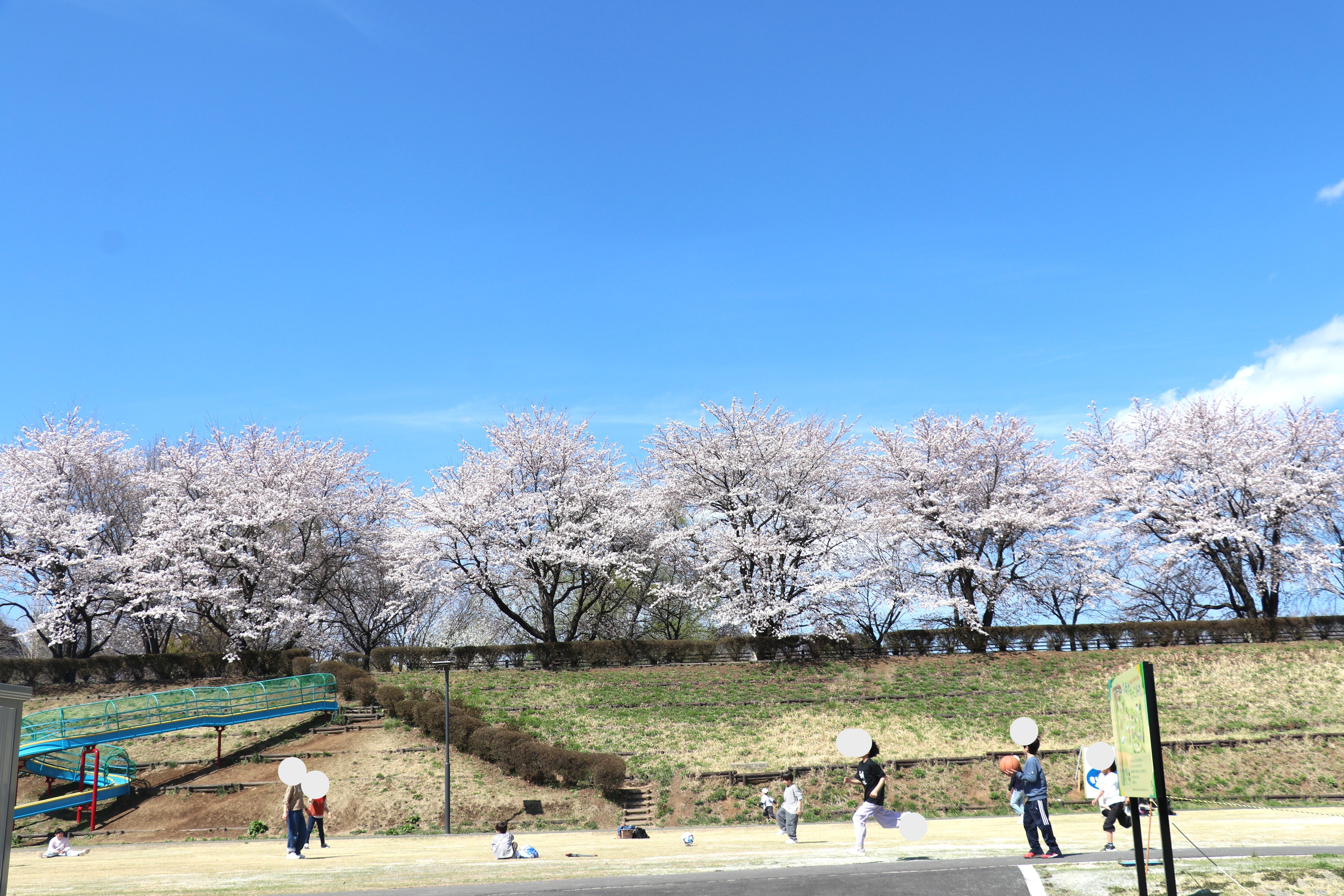 2もりっこ桜.JPG