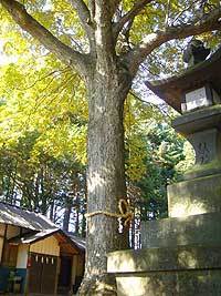 北野天神社のトチノキ