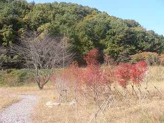 音事協の森「秋」